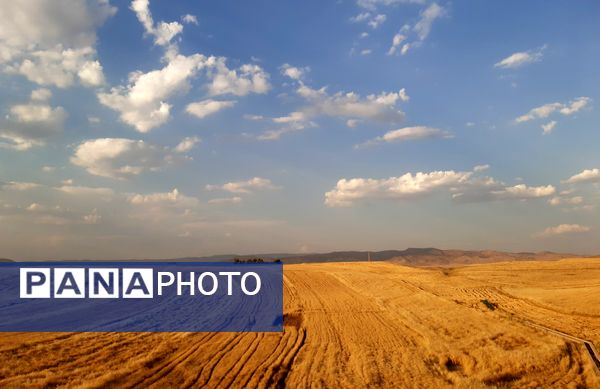  آغاز برداشت گندم از مزارع شهرستان هلیلان 