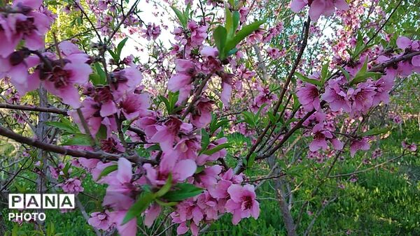 رویش شکوفه ها در روستای کابلی 