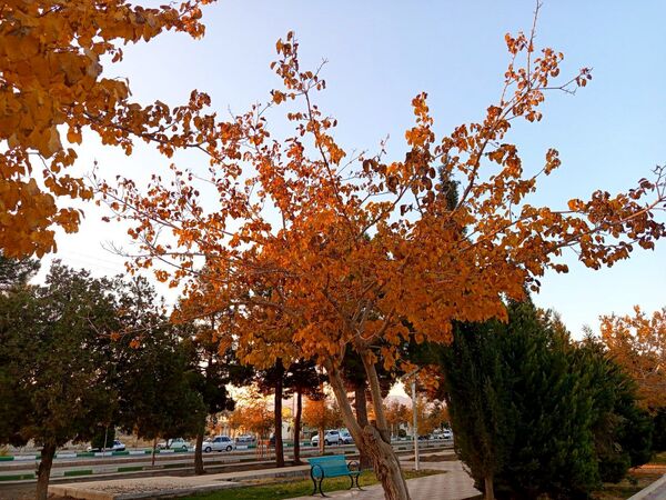 طبیعت زیبای کاشمر در پاییز