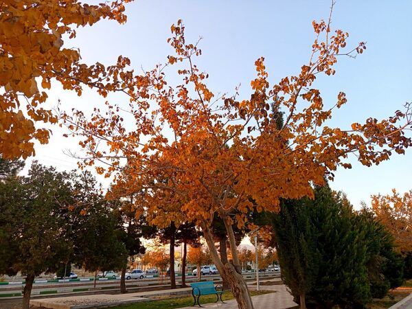 طبیعت زیبای کاشمر در پاییز