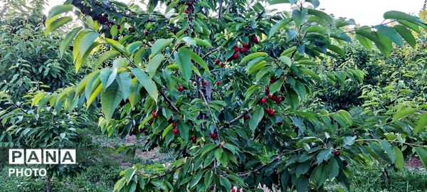  زیبایی های طبیعت باغ های روستای صومعه 