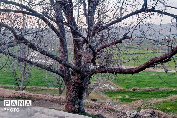  بهاریِ رنگارنگ در پل‌بریده
