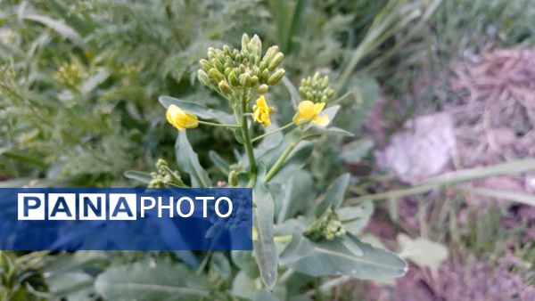 منظره زیبای بهاری در سربیشه