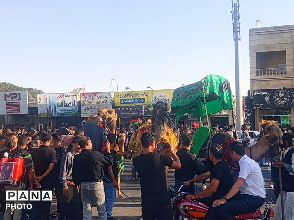 ورود باشکوه کاروان بنی اسد (ع) و نخل بزرگ فدافن به میعاد گاه عاشقان 