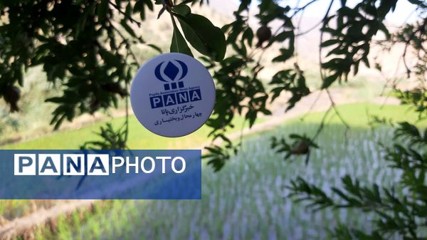 کاشت برنج در روستای بیدله 