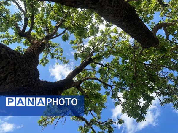 طبیعت هم با آمدن بهار زیبا شد 