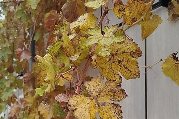 جلوه هایی از باران پاییزی در کاشمر