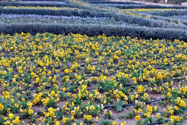 باغ گل ها در شهر گل ها شیراز