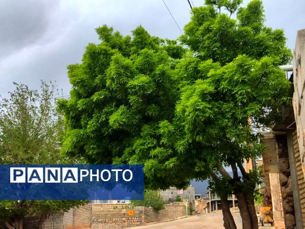 میانکوه در این روز‌ها همچون نگینی سبز می‌درخشد