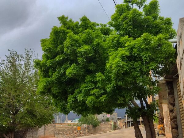میانکوه در این روز‌ها همچون نگینی سبز می‌درخشد