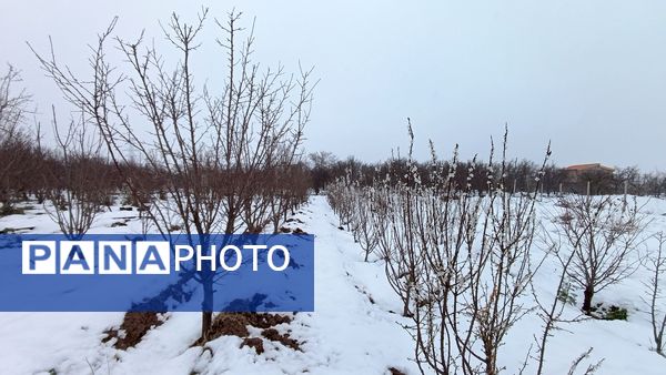مناظر زیبای باغات روستای بوژمهران پس از بارش برف بهاری ۲۰ سانتیمتری 