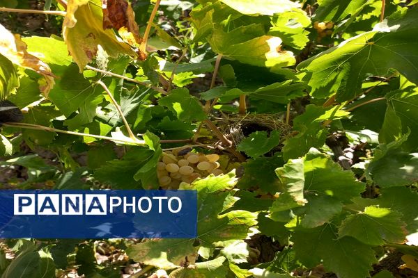 آغاز فصل برداشت انگور از باغات روستای گزکوه فاروج