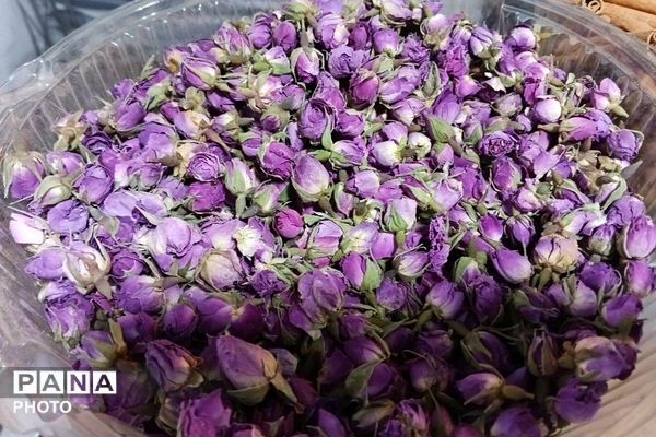 جشنواره گلاب گیری میناب با عطر شهدا 