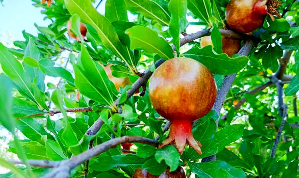 میوه‌های رنگارنگ در لردگان 