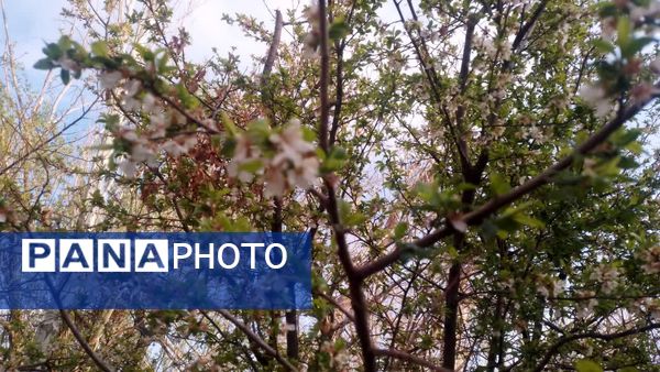 منظره زیبای بهاری در سربیشه