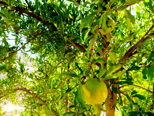 میوه‌های رنگارنگ در لردگان 