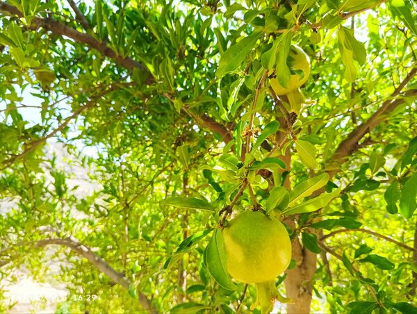 میوه‌های رنگارنگ در لردگان 