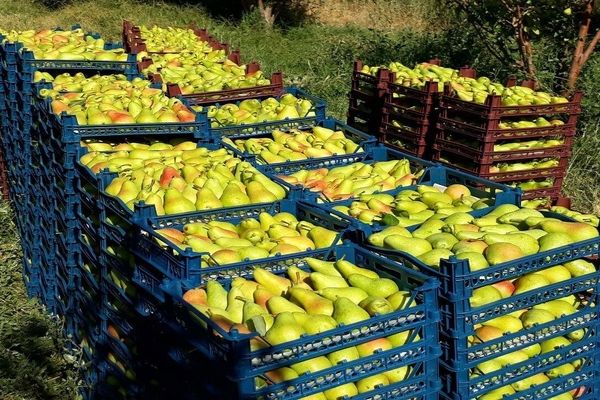 گلابی آذربایجان شرقی، محصولی با کیفیت صادراتی در بازارهای همجوار