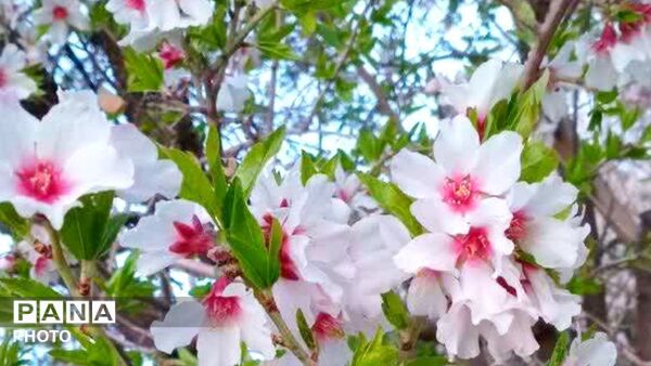 قلعه‌تک در اردیبهشت؛ جادوی باران و شکوفه