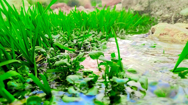 طبیعت بهاری، فرصتی برای سرزندگی روح 