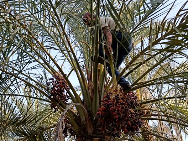 برداشت خرما در شهر رویدر 