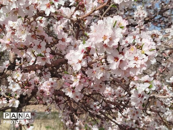شکوفه‌های بهاری شهر بن، نویدبخش طراوت و زندگی دوباره