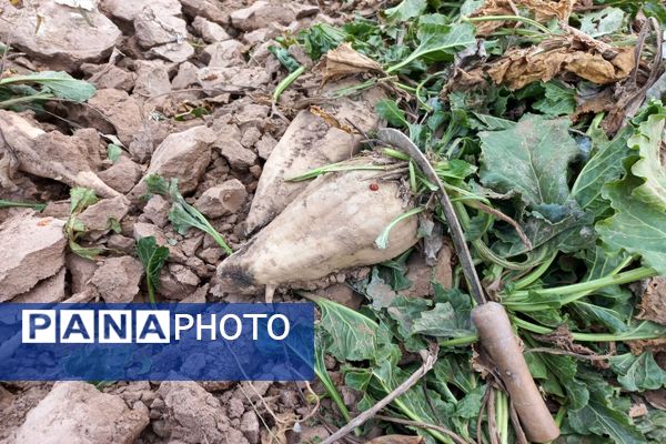 برداشت چغندرقند در روستای مفرنقا