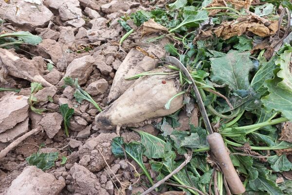 برداشت چغندرقند در روستای مفرنقا