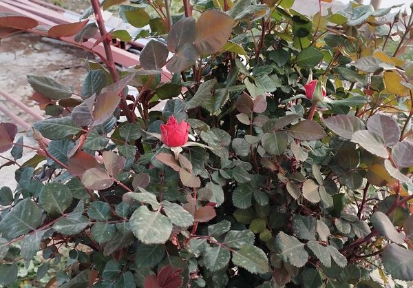 روستای شلیل نگین سرسبزی در دل کوه‌های میانکوه