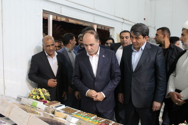 دستور فوری وزیر جهاد کشاورزی برای نجات روستای «طرز» و مقابله علمی با آفت خرما