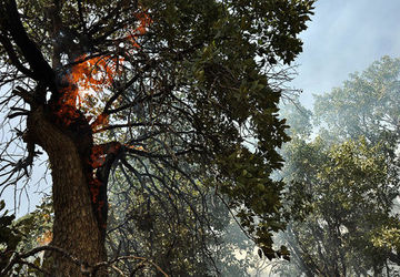 دولت کارگروه ویژه برای حفاظت از جنگل‌های زاگرس و شمال تشکیل می‌دهد