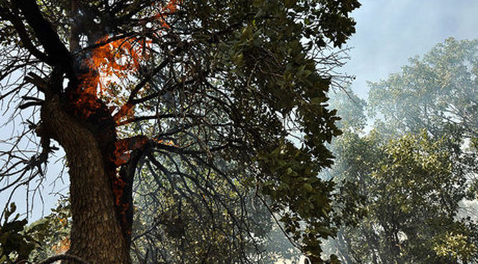 دولت کارگروه ویژه برای حفاظت از جنگل‌های زاگرس و شمال تشکیل می‌دهد