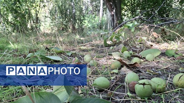 مارکده، سرزمین طلایی بادام و گردو؛ گنجینه‌ای از طعم و سنت در دل سامان