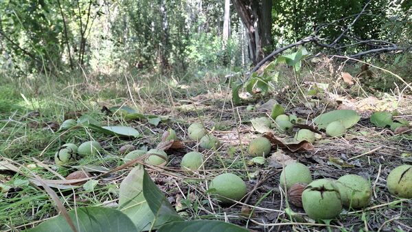 مارکده، سرزمین طلایی بادام و گردو؛ گنجینه‌ای از طعم و سنت در دل سامان