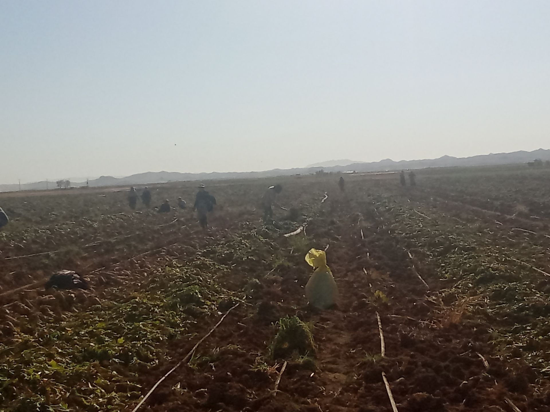 برداشت چغندر قند از مزارع دشت گل آغاز شد