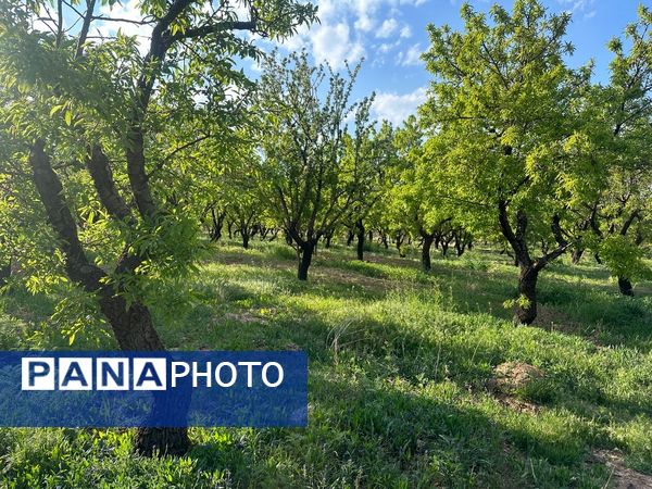 طبیعت هم با آمدن بهار زیبا شد 