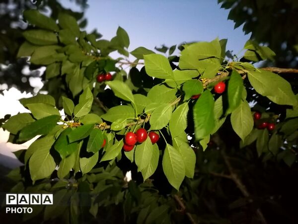 برداشت گیلاس از باغات و تصاویر زیبا از طبیعت سرسبز شهربار 