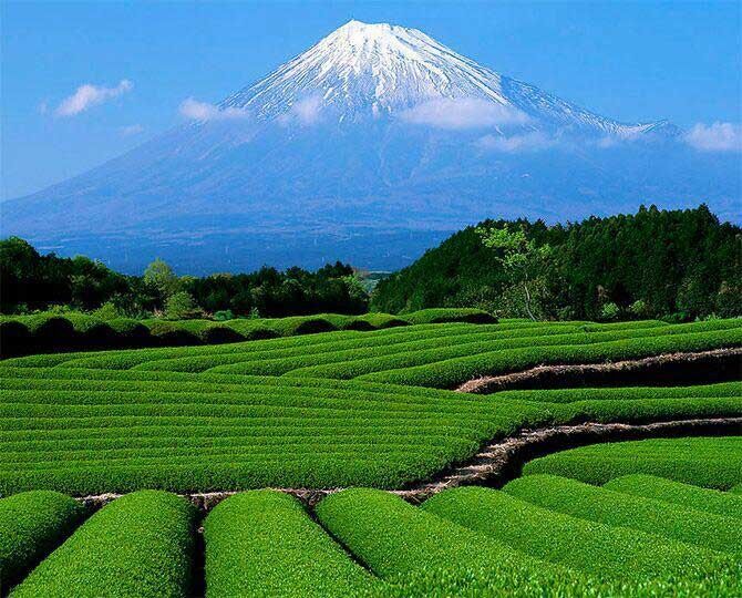 خرید ۱۰۳ هزار تن برگ سبز چای
