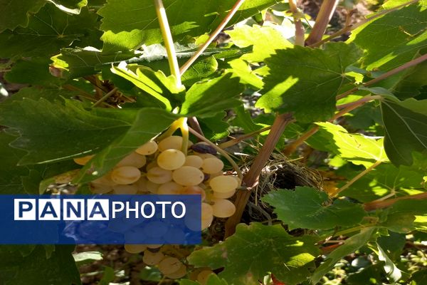آغاز فصل برداشت انگور از باغات روستای گزکوه فاروج