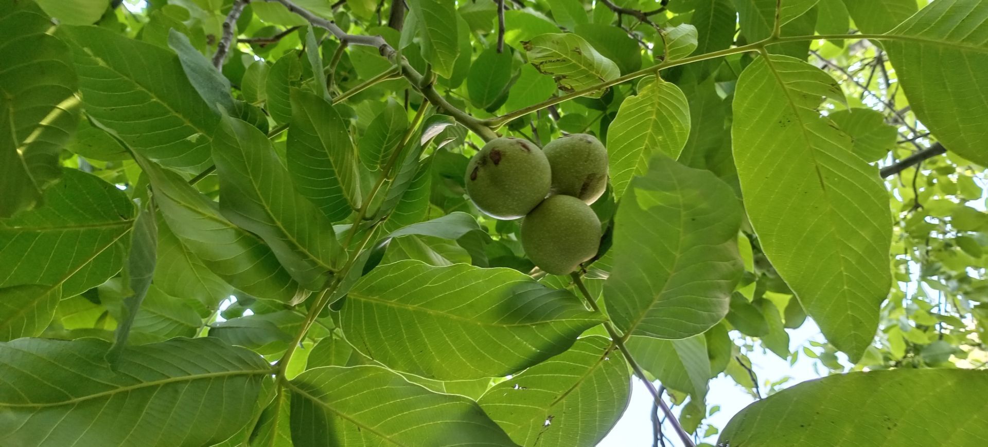 حال و هوای درختان روستای مایان