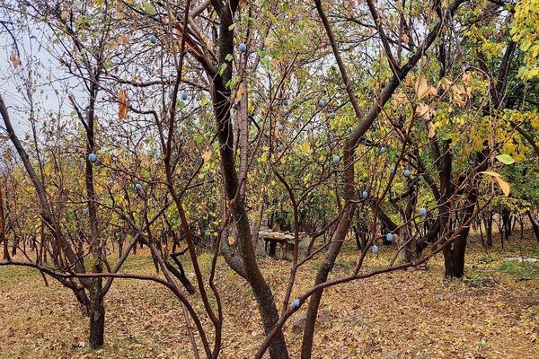 اولین باران پاییزی قابی شفاف از پاییز  رنگارنگ را در شهر زیبای بار رقم زد