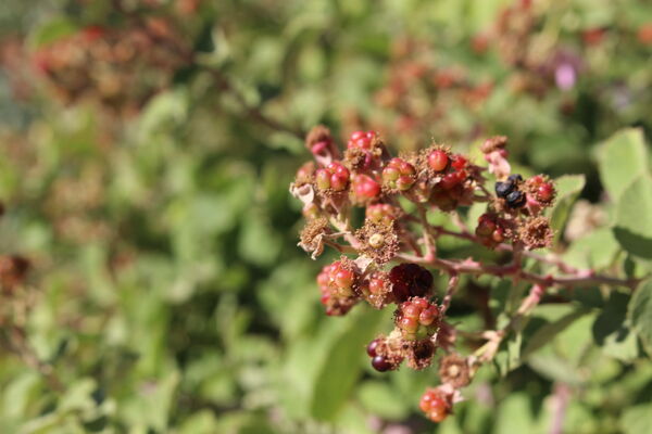 روستای کریک، ماسوله جنوب