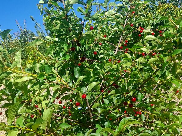 میوه‌های خوش‌رنگ و لعاب بهاری در روستای مارکده