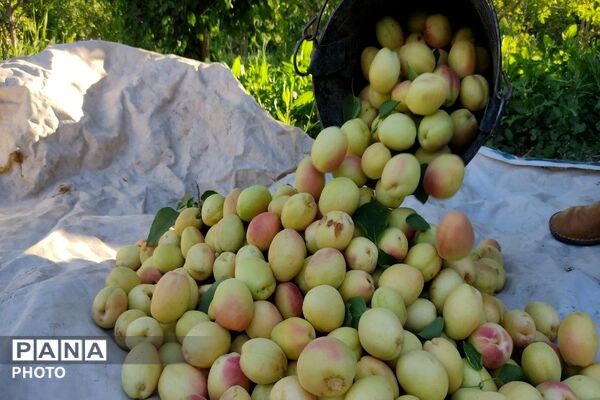 فصل چیدن یاقوت های چشم نواز در شهر بار نیشابور-۲ 