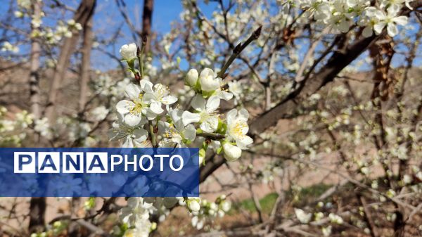 شهرستان نیشابور میزبان فصل بهار
