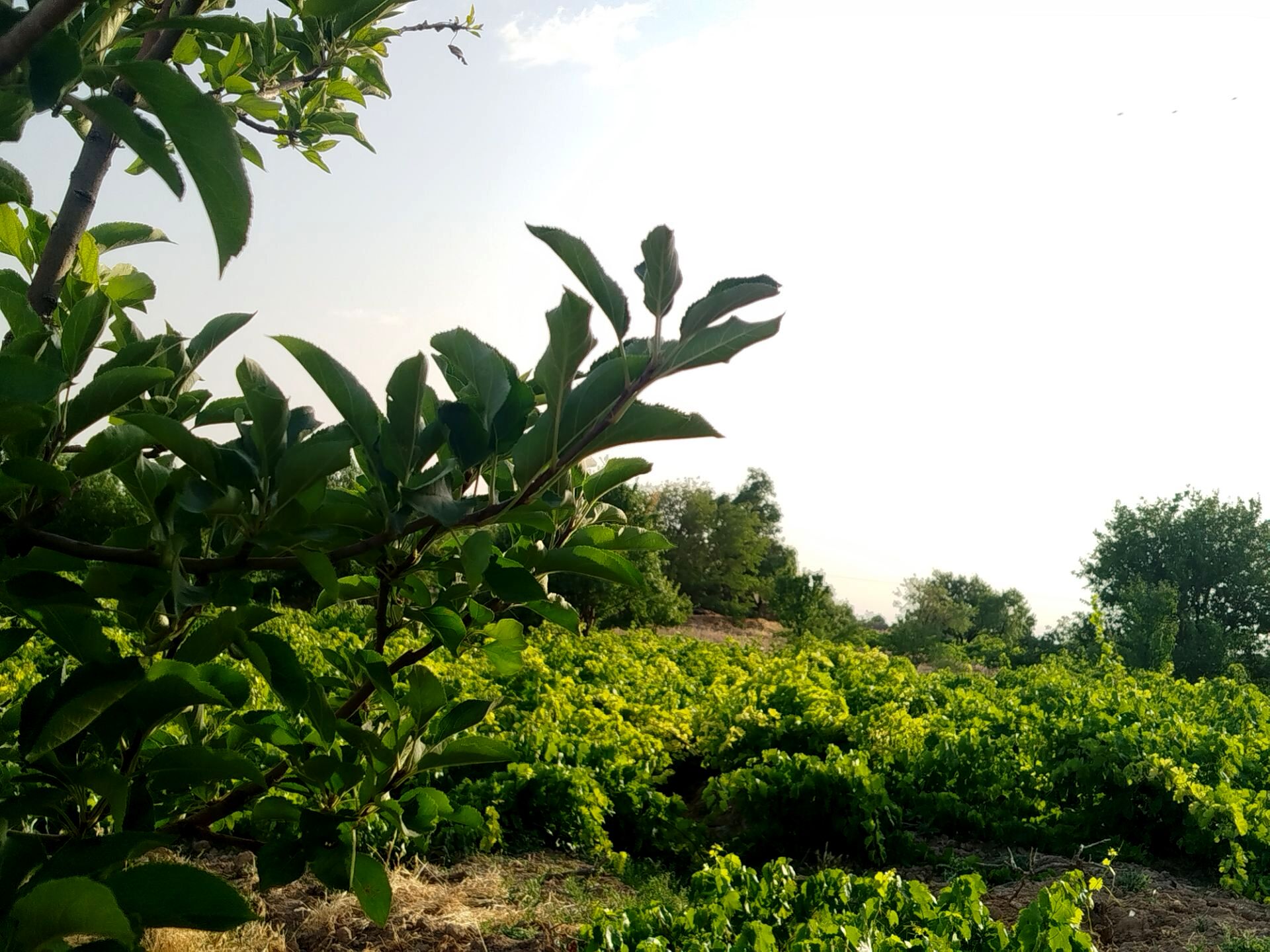 گزکوه، قطب انگور خراسان شمالی 