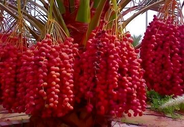 روز ملی خرما؛ نماد سلامت و اقتصاد