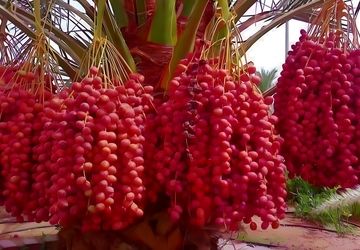 روز ملی خرما؛ نماد سلامت و اقتصاد