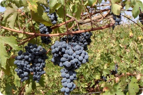 گلوگاه، قطب نوظهور تولید انگور در مازندران است