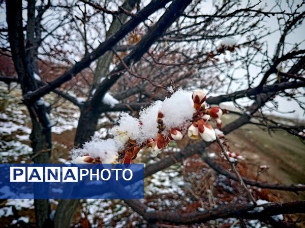 بارش برف بهاری در کوهسرخ